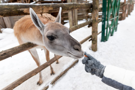 Young child feeds guanaco in a wildlife park. Family leisure and activity for vacations or weekend in winter.Guanaco fiber is very soft and warm. This is a luxurious wool.Farming and cultivation.の写真素材