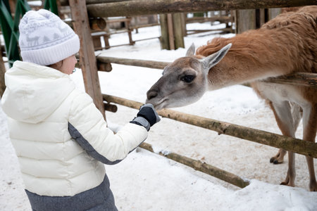 Young child feeds guanaco in a wildlife park. Family leisure and activity for vacations or weekend in winter.Guanaco fiber is very soft and warm. This is a luxurious wool.Farming and cultivation.の写真素材