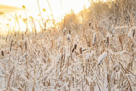 Dry yellow reeds on the shore of a pond in winter. Winter, heavy sky over the lake.winter landscape with lake full of reed covered with hoar frost and snowy forest on the edgeの写真素材