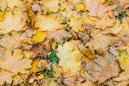 Red and orange autumn leaves background. Outdoor. Colorful backround image of fallen autumn leaves...