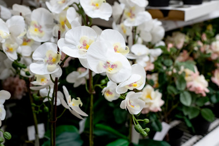 Pink and white orchids in garden shop. Various orchids sold in store. Flowers orchid in a greenhouse, modern business and private entrepreneurship.の写真素材