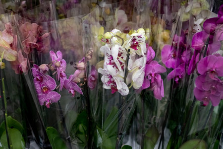 Pink and white orchids in garden shop. Various orchids sold in store. Flowers orchid in a greenhouse, modern business and private entrepreneurship.の写真素材