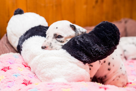 Funny newborn dalmatian puppy sleeps.A cute small dalmatian laying on a soft carpet. Tired animalの写真素材