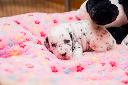 Funny newborn dalmatian puppy sleeps.A cute small dalmatian laying on a soft carpet. Tired animalの写真素材