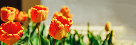Colorful orange tulips grow and bloom in close proximity to one another in tulip flower garden. Red orange tulips swaying gently in the spring breeze.の写真素材