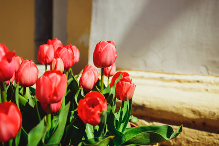 Colorful orange tulips grow and bloom in close proximity to one another in tulip flower garden. Red orange tulips swaying gently in the spring breeze.の写真素材