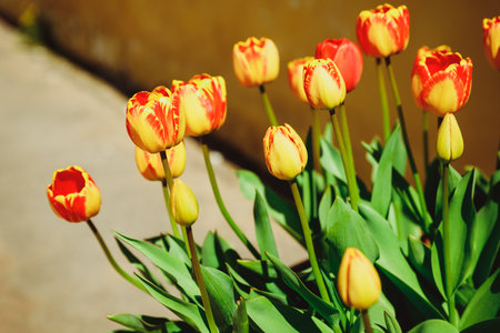 Colorful orange tulips grow and bloom in close proximity to one another in tulip flower garden. Red orange tulips swaying gently in the spring breeze.の写真素材