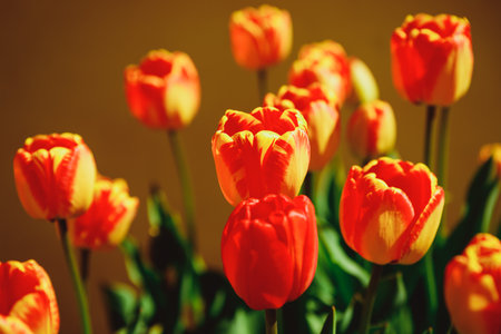 Colorful orange tulips grow and bloom in close proximity to one another in tulip flower garden. Red orange tulips swaying gently in the spring breeze.の写真素材