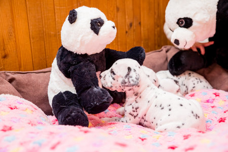 Cute, little baby Dalmatian puppy dog. portrait of amazing healthy and happy smart black and white dog.の写真素材