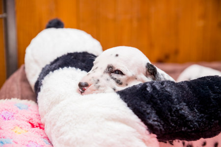 Cute, little baby Dalmatian puppy dog. portrait of amazing healthy and happy smart black and white dog.の写真素材