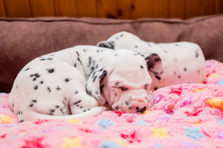 Cute, little baby Dalmatian puppy dog. portrait of amazing healthy and happy smart black and white dog.の写真素材