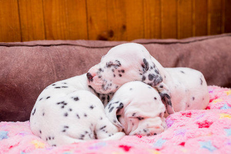 Cute, little baby Dalmatian puppy dog. portrait of amazing healthy and happy smart black and white dog.の写真素材