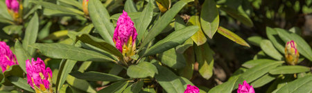 Vivid pink flowers of azalea or Rhododendron plant in a sunny spring garden. Full in bloom in may. Season of flowering azaleas at botanical gardenの写真素材
