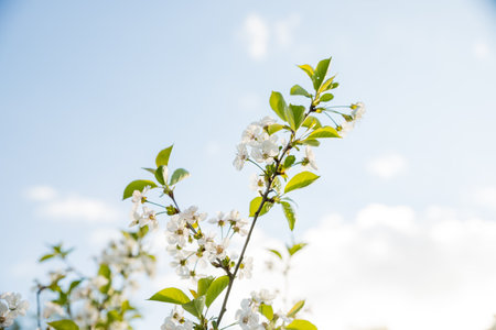 Blooming pear, white pear flowers. Blooming tree branches. Spring banner. Design for Easter day.springtime blossom freshness.の写真素材