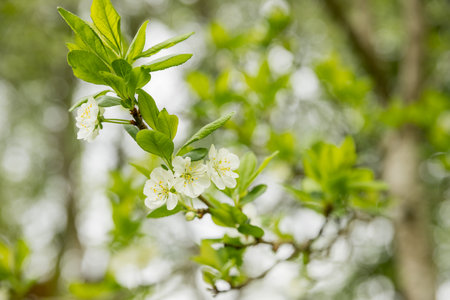 Blooming pear, white pear flowers. Blooming tree branches. Spring banner. Design for Easter day.springtime blossom freshness.の写真素材