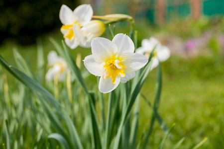 Yellow white daffodil flower with green leaves in the park. Beautiful narcissus spring blossom under sunlight in the garden.spring or season. Nature concept.の写真素材
