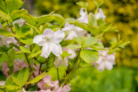 Bush of many delicate white pink flowers of azalea or Rhododendron plant in a sunny spring garden.Japanese pink Azalea flowers . Full in bloom in may. botanical gardenの写真素材