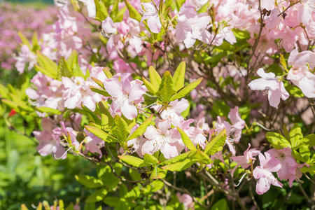 Bush of many delicate white pink flowers of azalea or Rhododendron plant in a sunny spring garden.Japanese pink Azalea flowers . Full in bloom in may. botanical gardenの写真素材