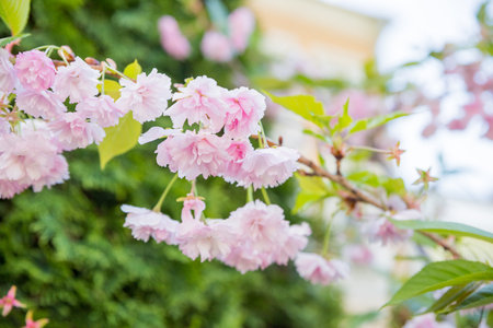 sakura flowers of pink color on sunny backdrop. Beautiful nature spring background with a branch of blooming sakura. Sakura blossoming season in Japanの写真素材