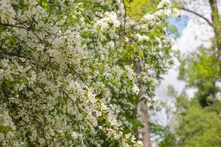 Beautiful flowering tree branches in the sun. Selective focus.Spring time day. White flowers tree after rain with water drops.の写真素材