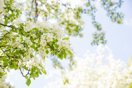 Beautiful flowering tree branches in the sun. Selective focus.Spring time day. White flowers tree...