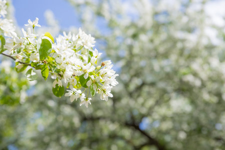 Beautiful flowering tree branches in the sun. Selective focus.Spring time day. White flowers tree after rain with water drops.の写真素材