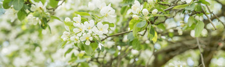 banner with Beautiful flowering tree branches in the sun. Selective focus.Spring time day. White flowers tree after rain with water drops.の写真素材