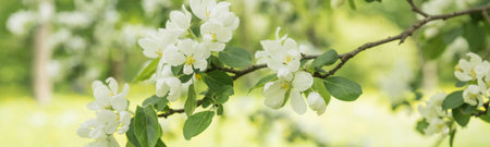 banner with Beautiful flowering tree branches in the sun. Selective focus.Spring time day. White flowers tree after rain with water drops.の写真素材
