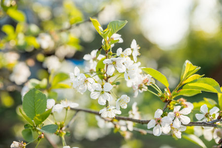 Branches of blossoming cherry macro with soft focus on gentle light blue sky background in sunlight with copy space. Beautiful floral image of spring nature panoramic view.の写真素材