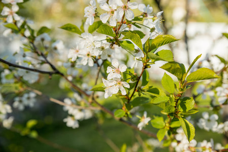 Branches of blossoming cherry macro with soft focus on gentle light blue sky background in sunlight with copy space. Beautiful floral image of spring nature panoramic view.の写真素材