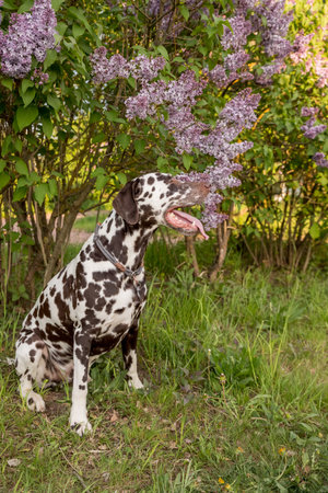 Adorable Dalmatian dog sitting under a blooming Syringa bush on a sunny day in early spring. Portrait of cute puppy against blooming lilac bushes on a spring day, happy pet conceptの写真素材