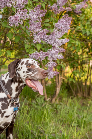 Adorable Dalmatian dog sitting under a blooming Syringa bush on a sunny day in early spring. Portrait of cute puppy against blooming lilac bushes on a spring day, happy pet conceptの写真素材