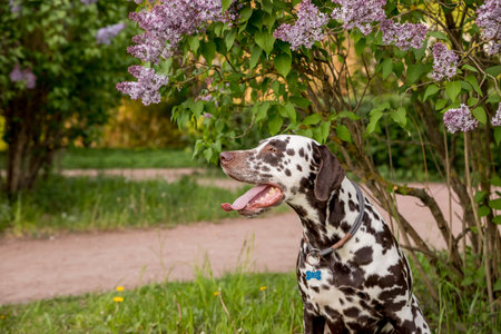 Adorable Dalmatian dog sitting under a blooming Syringa bush on a sunny day in early spring. Portrait of cute puppy against blooming lilac bushes on a spring day, happy pet conceptの写真素材