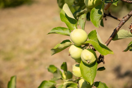 Unripe green apples on a tree in the garden. apples hanging from a branch. healthy eating, vitamins conceptの写真素材