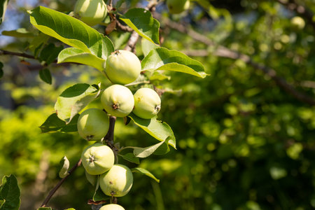Unripe green apples on a tree in the garden. apples hanging from a branch. healthy eating, vitamins conceptの写真素材