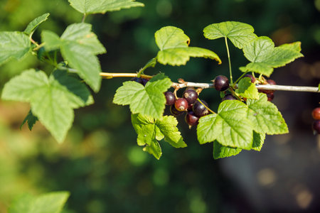 Ripe black currants on the branches of a bush in the garden. the tassels of this plant are a great storehouse of vitamins and other health-promoting substancesの写真素材