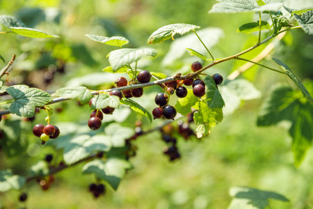 Ripe black currants on the branches of a bush in the garden. the tassels of this plant are a great storehouse of vitamins and other health-promoting substancesの写真素材