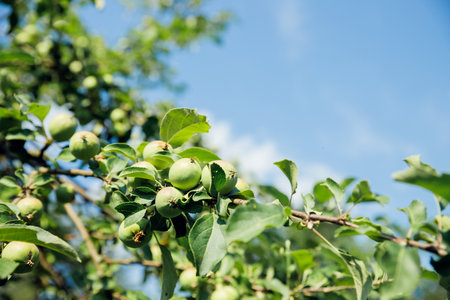 Unripe green apples on a tree in the garden. apples hanging from a branch. healthy eating, vitamins conceptの写真素材