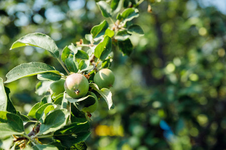 Unripe green apples on a tree in the garden. apples hanging from a branch. healthy eating, vitamins conceptの写真素材