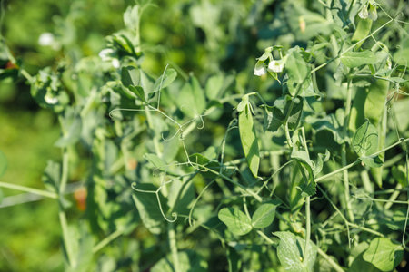 Growing green beans on a bush in the middle of a beautiful garden during the sunny summer. Young pea pods on a green plant.の写真素材
