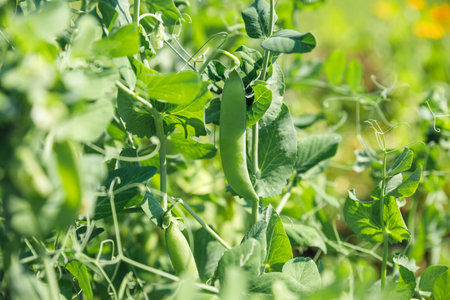 Growing green beans on a bush in the middle of a beautiful garden during the sunny summer. Young pea pods on a green plant.の写真素材