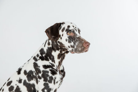 Adorable Dalmatian dog on white background. Lovely pet. copy space.brown and white slim and muscular spotted Dalmatian, dogwalking conceptの写真素材