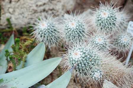 Echinocactus grusonii ,Golden Barrel Mother-in-laws cushion ,green cactus on rock .California barrel cactus in family Cactaceae ,Caryophyllales and is endemic to east-central Mexicoの写真素材