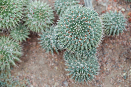 Echinocactus grusonii ,Golden Barrel Mother-in-laws cushion ,green cactus on rock .California barrel cactus in family Cactaceae ,Caryophyllales and is endemic to east-central Mexicoの写真素材