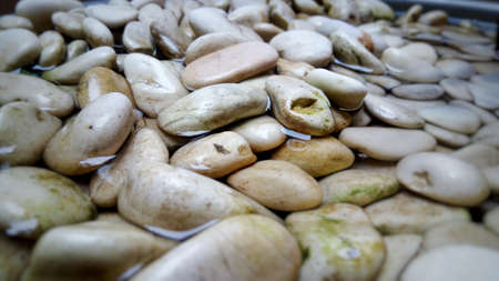 A collection of dirty white stones soaked in a container filled with waterの写真素材