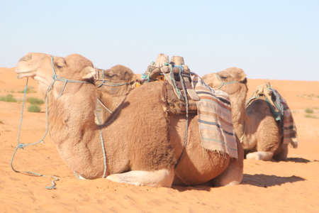 Camel in Desert Benqardan Tunisiaのeditorial素材