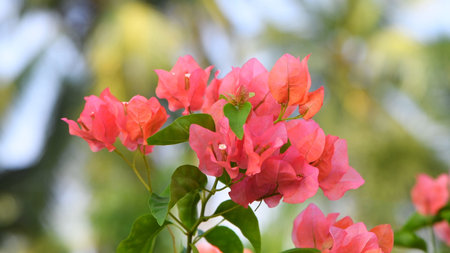 Beautiful Red Bougainvillea Flowers, Floral