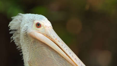 Close-up of a beautiful white pelicanの写真素材