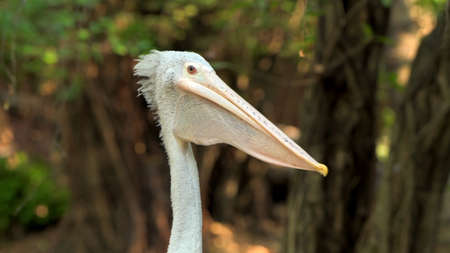 Close-up of a beautiful white pelicanの写真素材