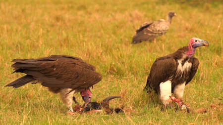Close-up of predatory eagles, Wildlifeの写真素材
